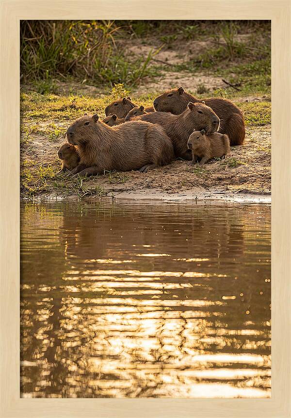 Capybara Family Relaxing By Water