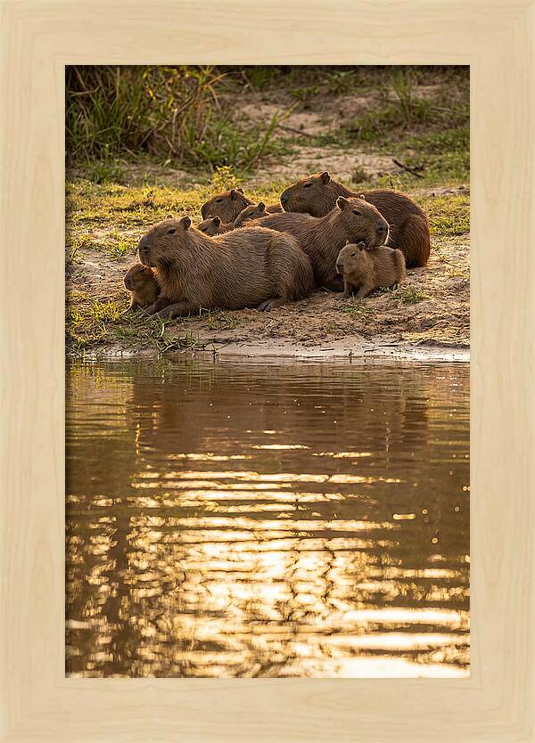 Capybara Family Relaxing By Water
