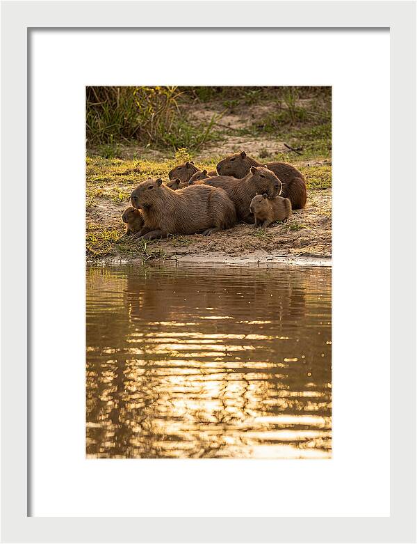 Capybara Family Relaxing By Water