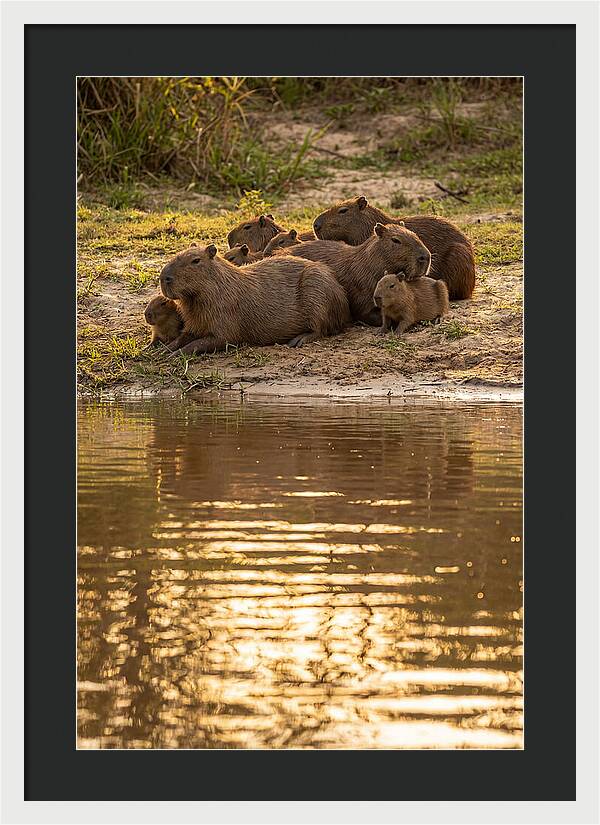 Capybara Family Relaxing By Water