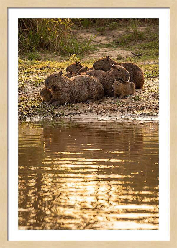 Capybara Family Relaxing By Water