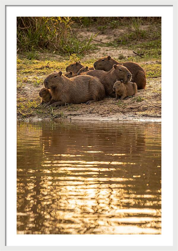 Capybara Family Relaxing By Water