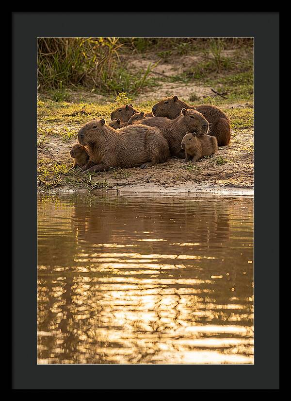 Capybara Family Relaxing By Water