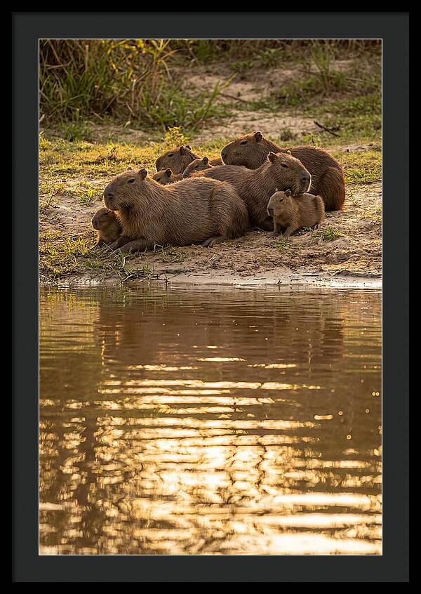 Capybara Family Relaxing By Water