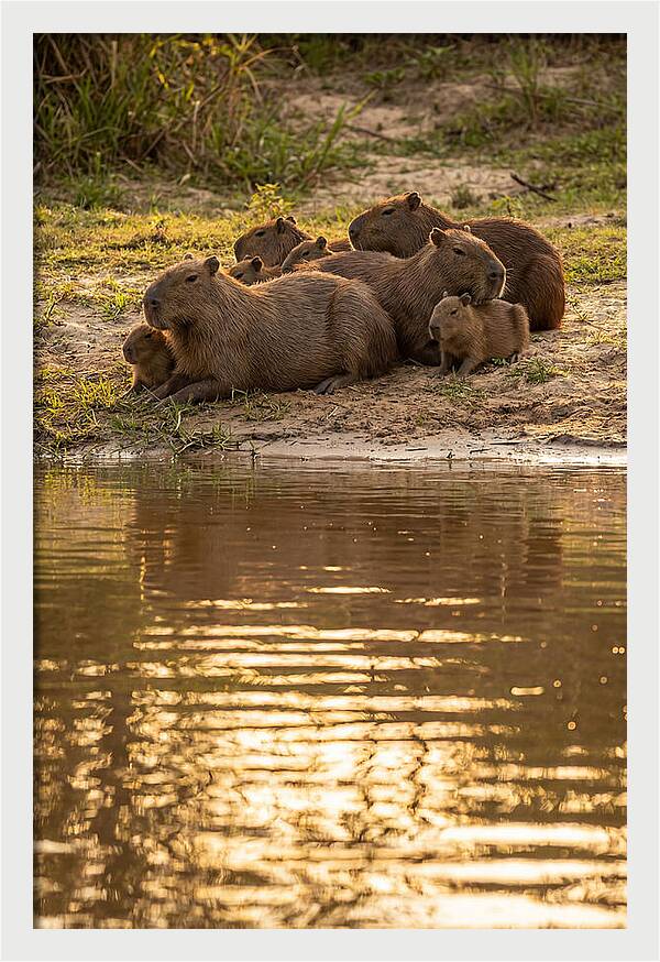 Capybara Family Relaxing By Water