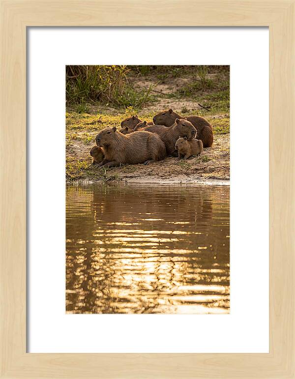 Capybara Family Relaxing By Water