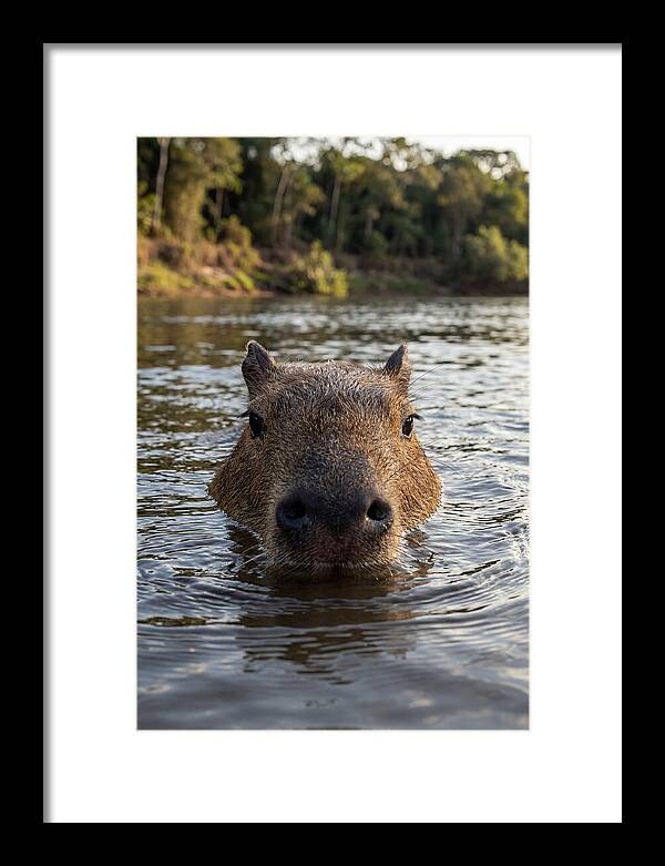 Capybara Floating In Tranquil Waters