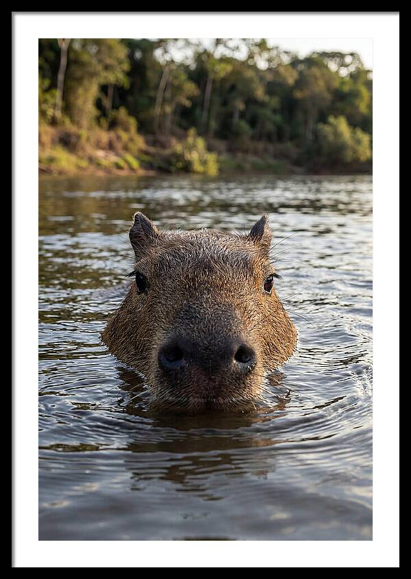 Capybara Floating In Tranquil Waters