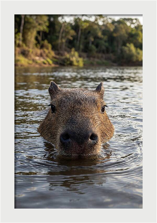 Capybara Floating In Tranquil Waters
