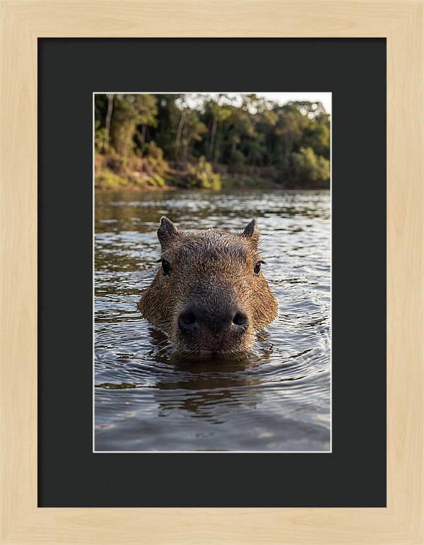 Capybara Floating In Tranquil Waters