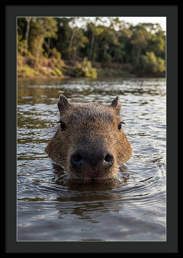 Capybara Floating In Tranquil Waters
