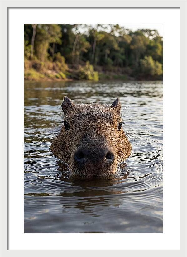 Capybara Floating In Tranquil Waters