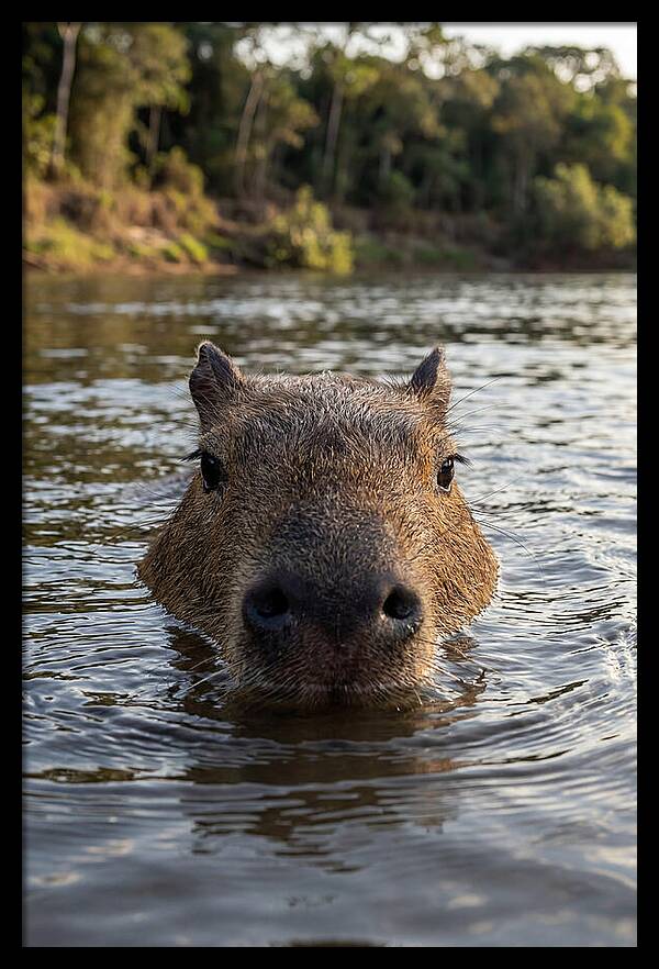 Capybara Floating In Tranquil Waters