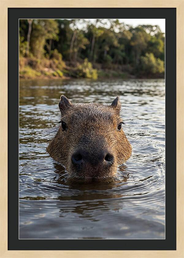 Capybara Floating In Tranquil Waters