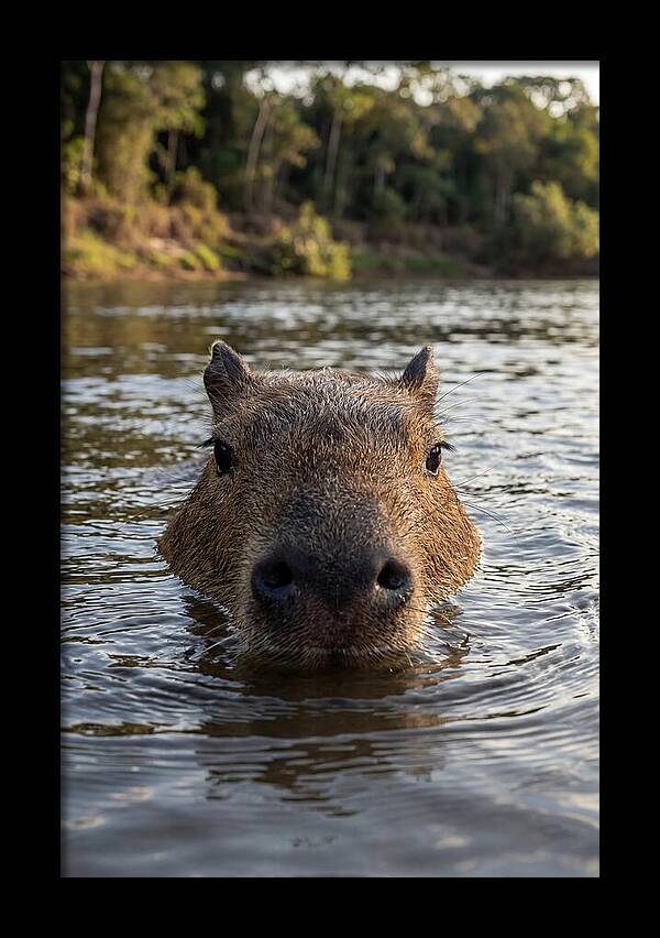 Capybara Floating In Tranquil Waters
