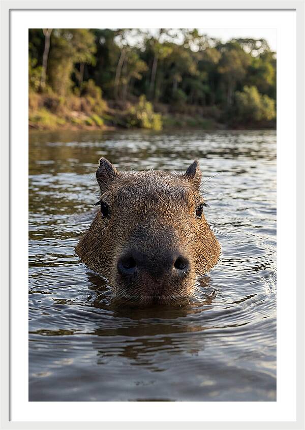 Capybara Floating In Tranquil Waters