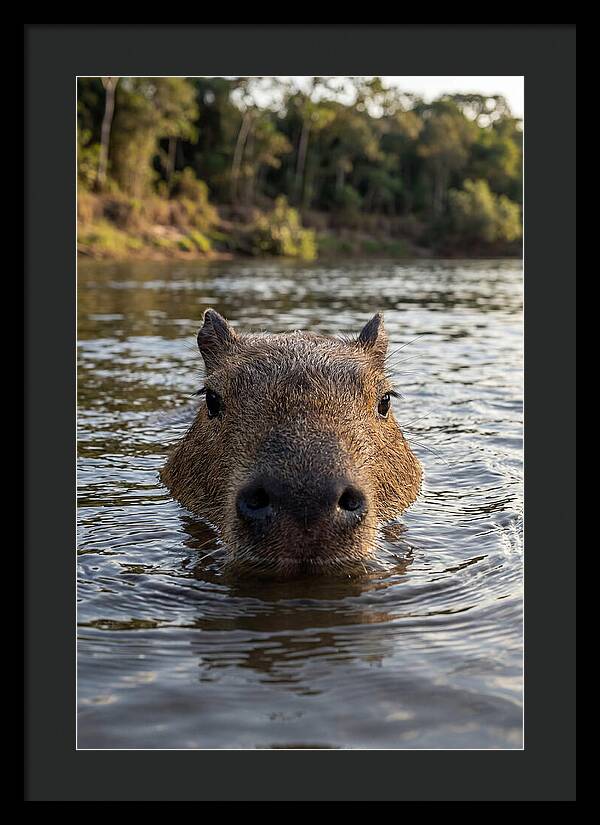 Capybara Floating In Tranquil Waters