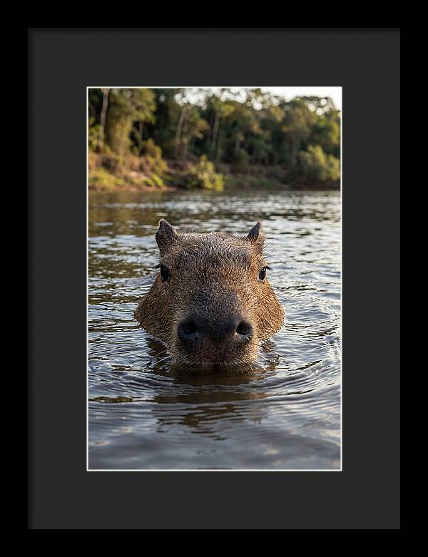 Capybara Floating In Tranquil Waters