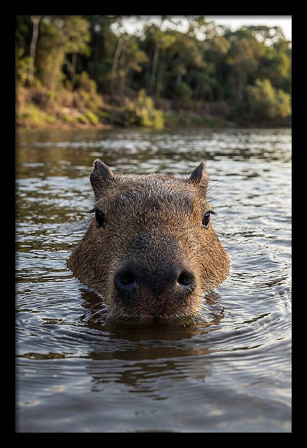 Capybara Floating In Tranquil Waters