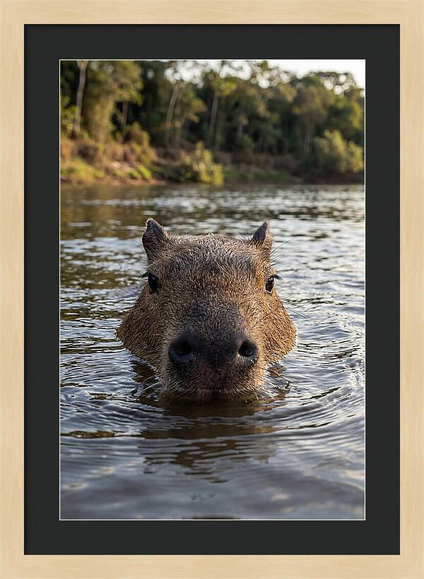 Capybara Floating In Tranquil Waters