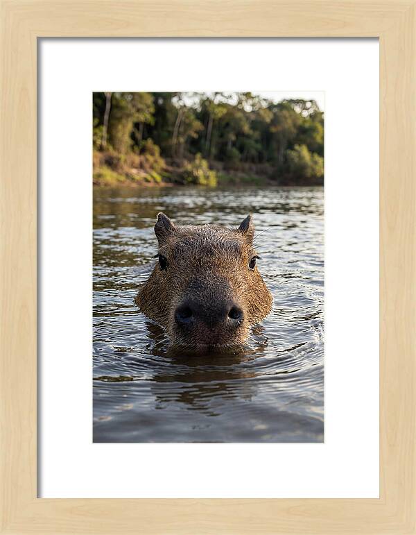 Capybara Floating In Tranquil Waters