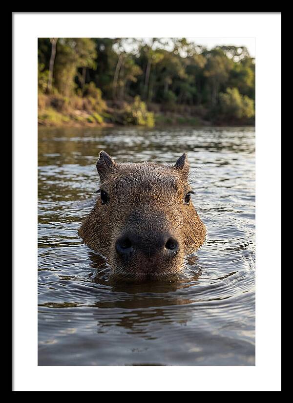 Capybara Floating In Tranquil Waters