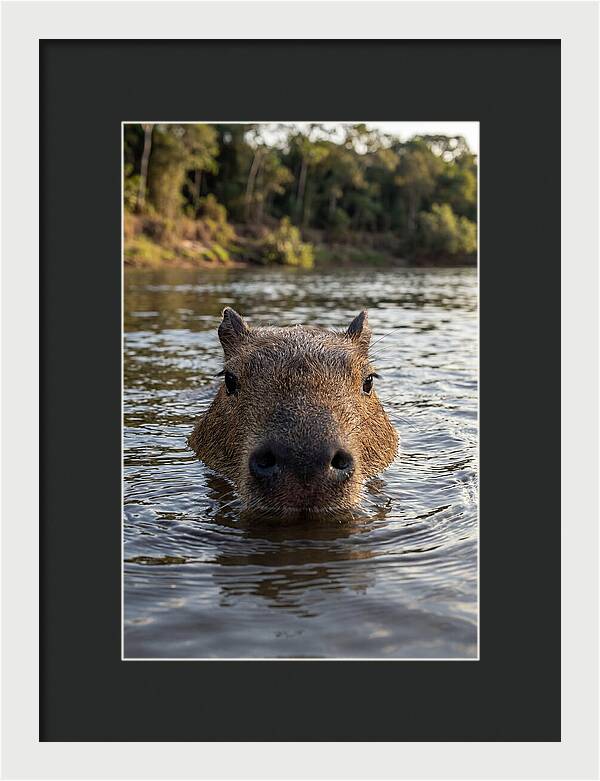 Capybara Floating In Tranquil Waters