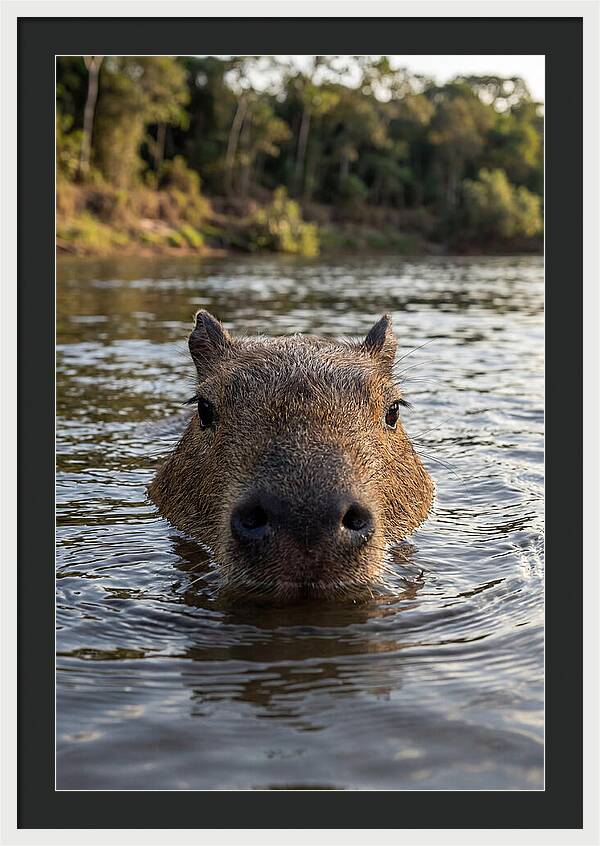 Capybara Floating In Tranquil Waters