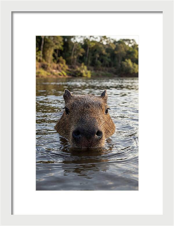 Capybara Floating In Tranquil Waters