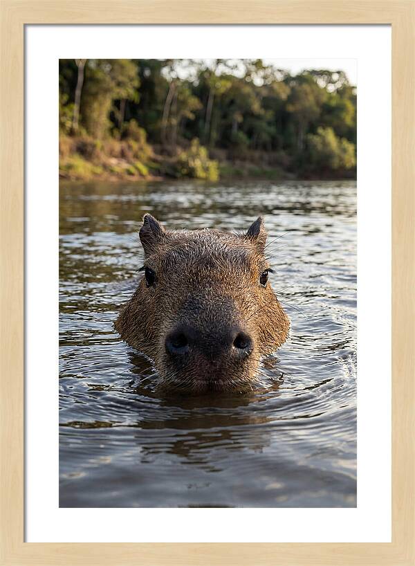 Capybara Floating In Tranquil Waters