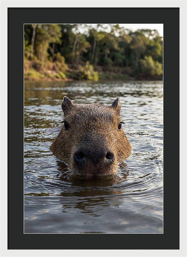 Capybara Floating In Tranquil Waters