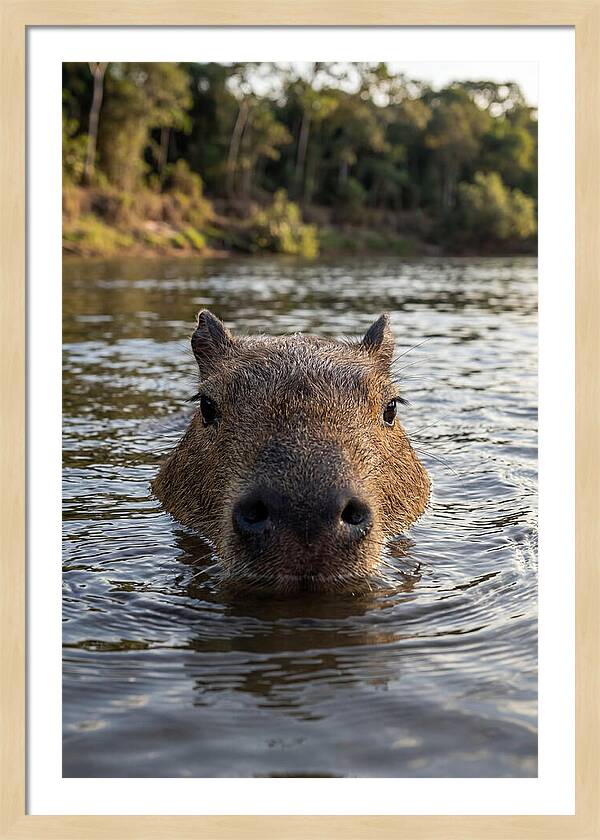 Capybara Floating In Tranquil Waters