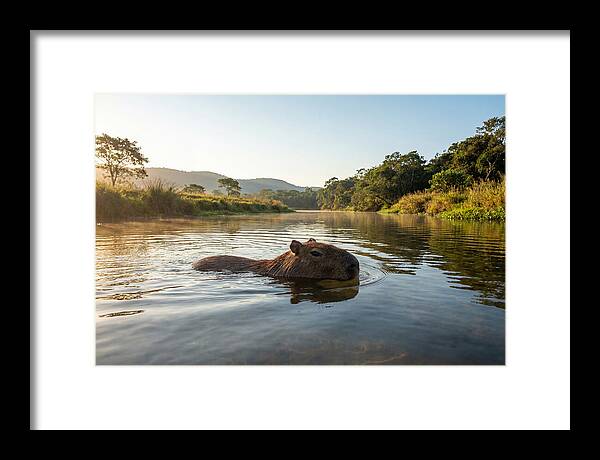 Capybara Swimming In Serenity