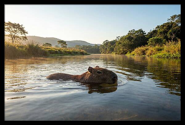 Capybara Swimming In Serenity