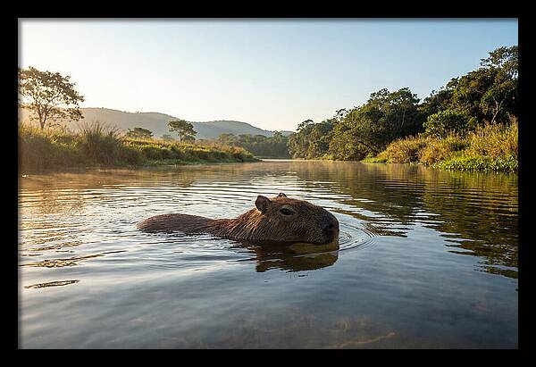 Capybara Swimming In Serenity