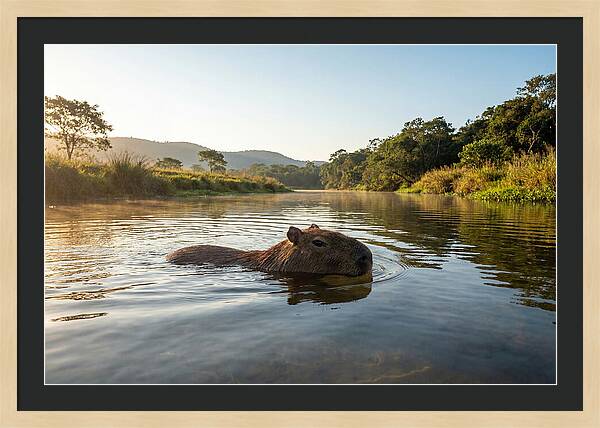 Capybara Swimming In Serenity