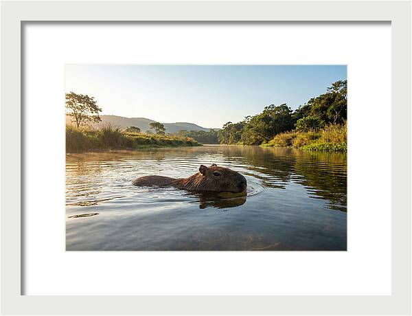 Capybara Swimming In Serenity