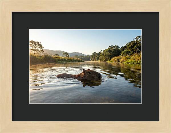 Capybara Swimming In Serenity