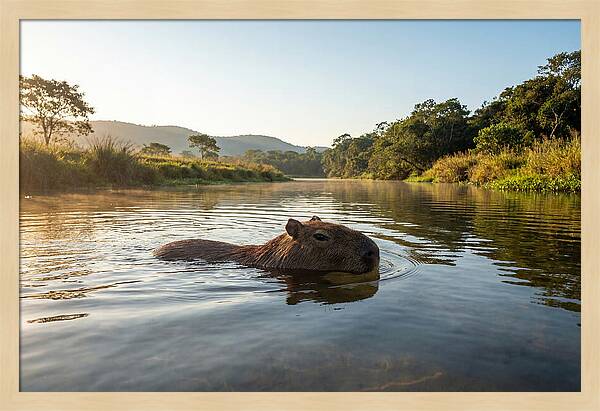 Capybara Swimming In Serenity