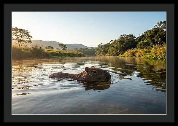 Capybara Swimming In Serenity