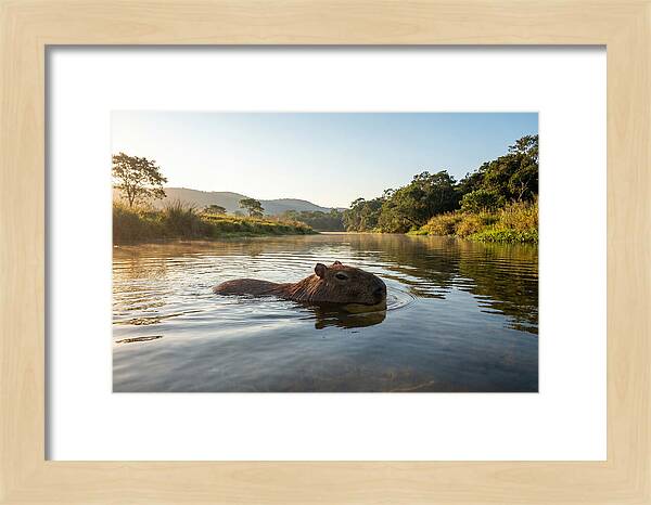 Capybara Swimming In Serenity