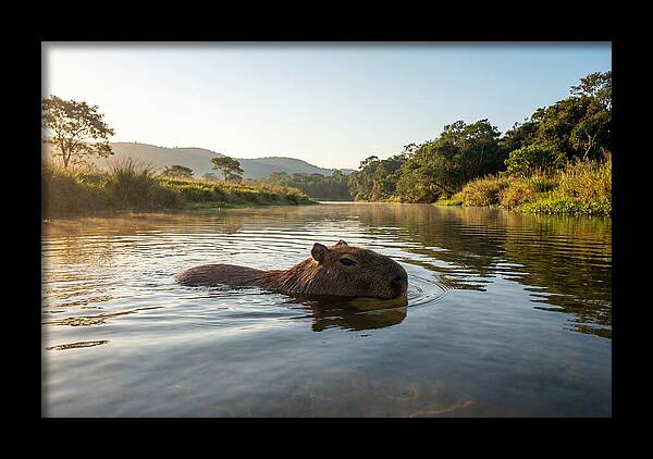 Capybara Swimming In Serenity