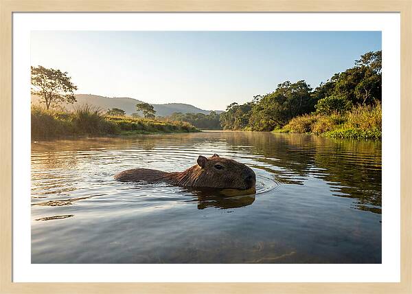 Capybara Swimming In Serenity