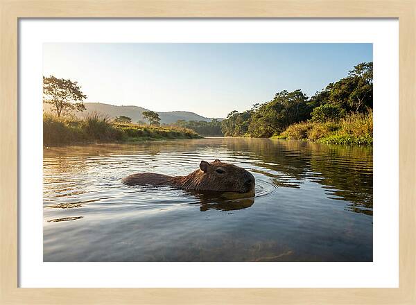 Capybara Swimming In Serenity