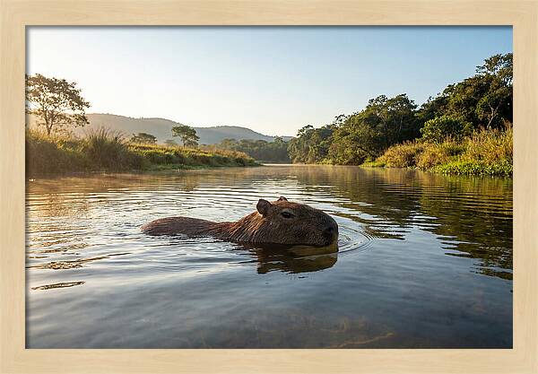 Capybara Swimming In Serenity