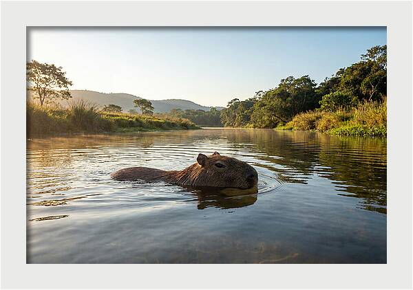 Capybara Swimming In Serenity