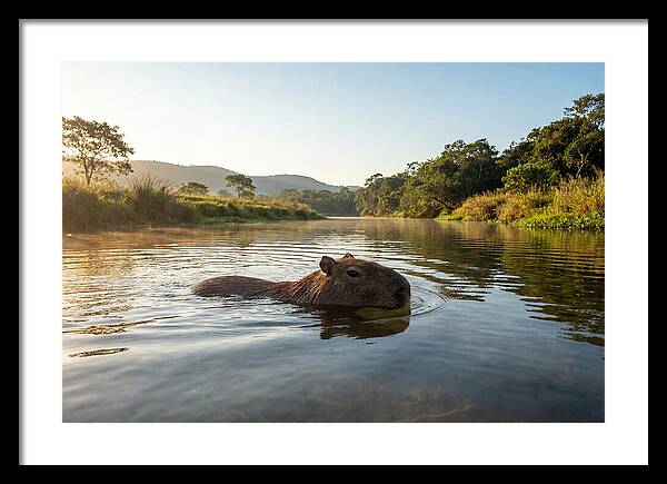 Capybara Swimming In Serenity