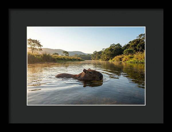 Capybara Swimming In Serenity