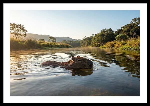 Capybara Swimming In Serenity
