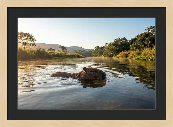 Capybara Swimming In Serenity